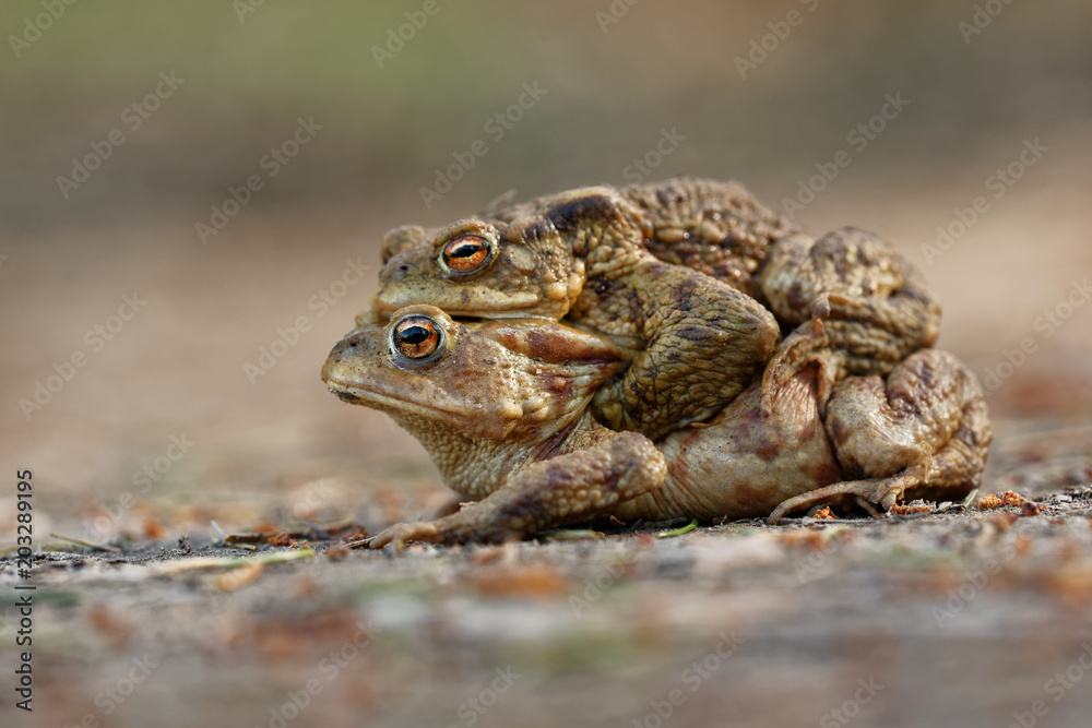 The common toad, European (Bufo bufo), is an amphibian found throughout most of Europe. The common toad, European (Bufo bufo), is an amphibian found throughout most of Europe.