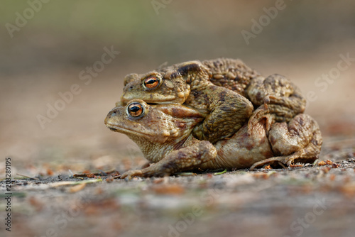 The common toad, European (Bufo bufo), is an amphibian found throughout most of Europe. 