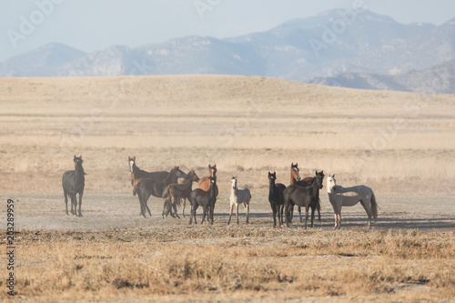 Wild Horses in Nevada