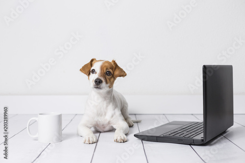 cute young small dog sitting on the floor and working on laptop. Wearing glasses and cup of tea or coffee besides him. Pets indoors © Eva