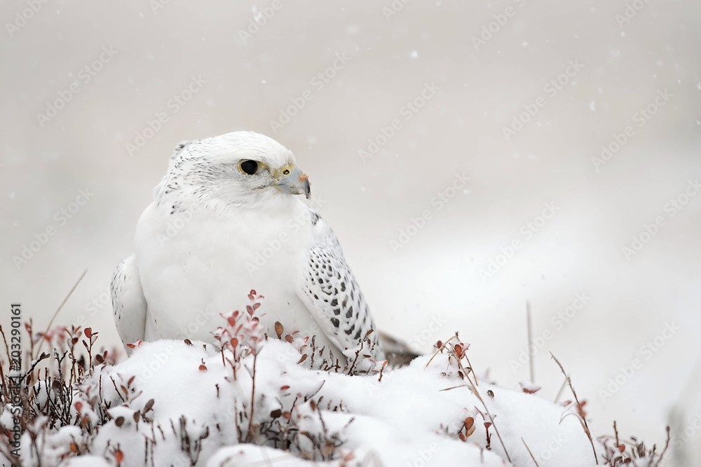 The gyrfalcon is a bird of prey (Falco rusticolus), the largest of the falcon species. It breeds on Arctic coasts and tundra, and the islands of northern North America, Europe, and Asia. Falling snow The gyrfalcon is a bird of prey (Falco rusticolus), the largest of the falcon species. It breeds on Arctic coasts and tundra, and the islands of northern North America, Europe, and Asia. Falling snow