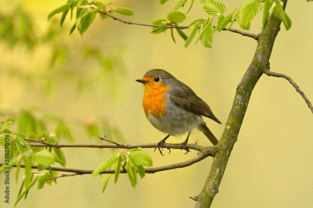 The European robin Erithacus rubecula in the spring The European robin Erithacus rubecula in the spring