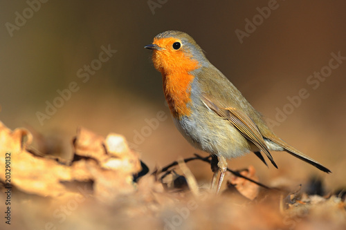 The European robin Erithacus rubecula in the spring