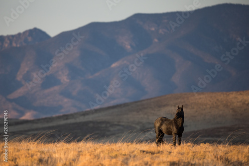 Wild Stallion in Nevada