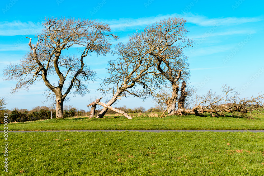 Landscape picture of three leafless trees with a blue sky in the background and green grass on the foreground