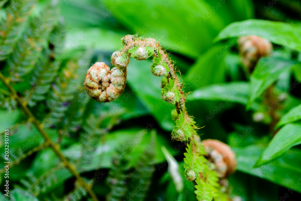 Close-up photography of a fresh fern leafs Close-up photography of a fresh fern leafs