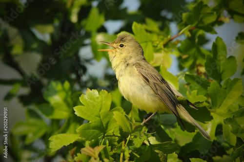 The icterine warbler (Hippolais icterina) is an Old World warbler in the tree warbler genus Hippolais. It breeds in mainland Europe