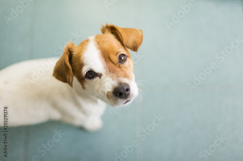 portrait of a cute small dog looking at the camera. Green floor background. Top view. Pets indoors.