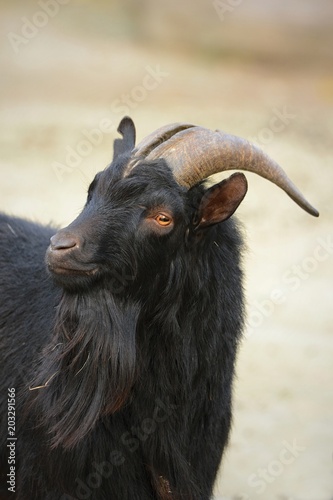 Goat. Black goat. Devil in the garden. Pasture