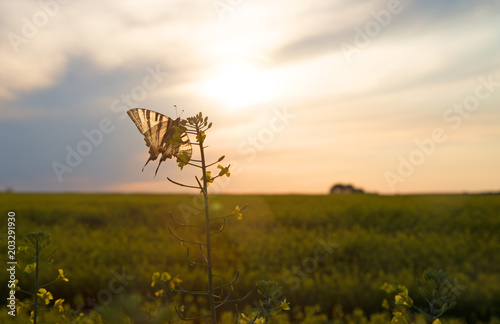 butterfly at the sunset