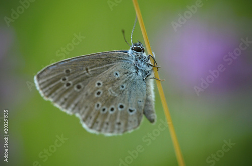 Phengaris alcon, the Alcon blue or Alcon large blue, is a butterfly of the family Lycaenidae and is found in Europe and across the Palearctic to Siberia photo