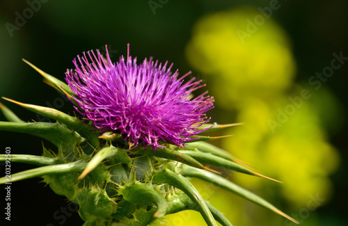 Beautiful milk thistle flower in foreground, Silybum marianum in full splendor