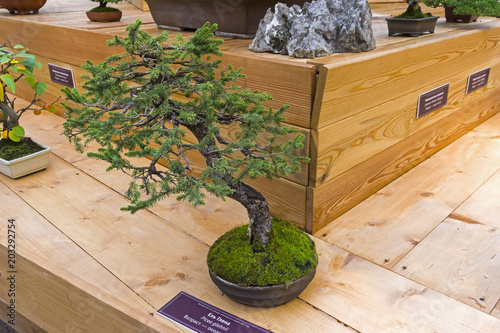 Bonsai tree  - Sakhalin spruce photo