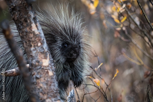 Porcupine in Yellowstone