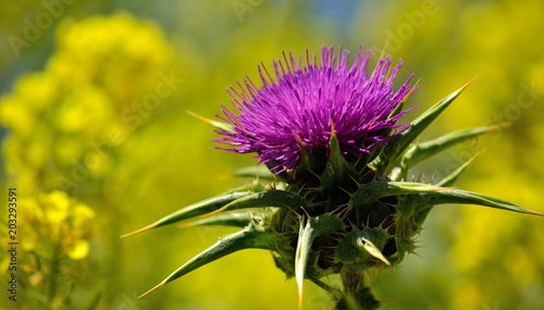 Beautiful flower of milk thistle and yellow background, Silybum marianum