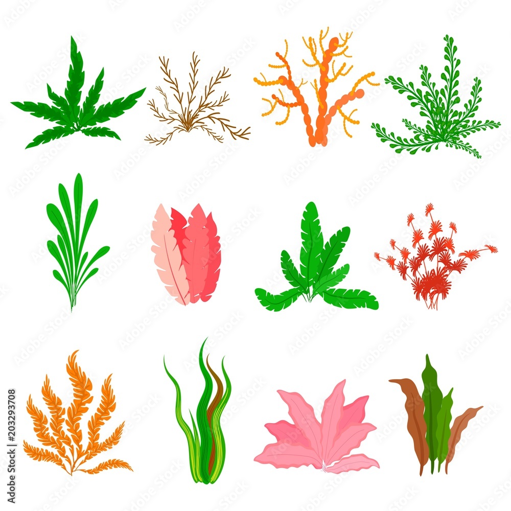 Underwater seaweed vector set on white background. Sea plants and ...