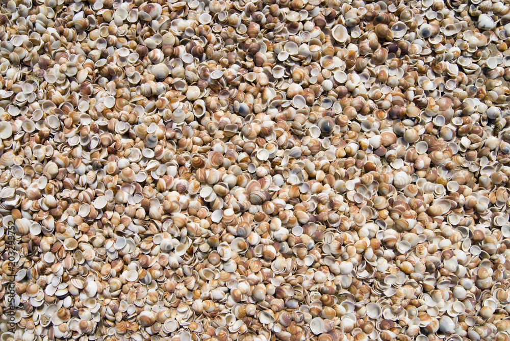 Small clamshells Small clamshells