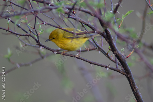 Pretty little yellow bird
