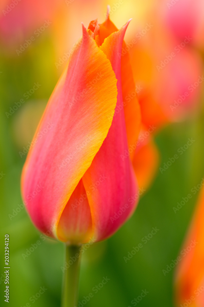 Close-up of a red tulip Darwin Hybrid Close-up of a red tulip Darwin Hybrid