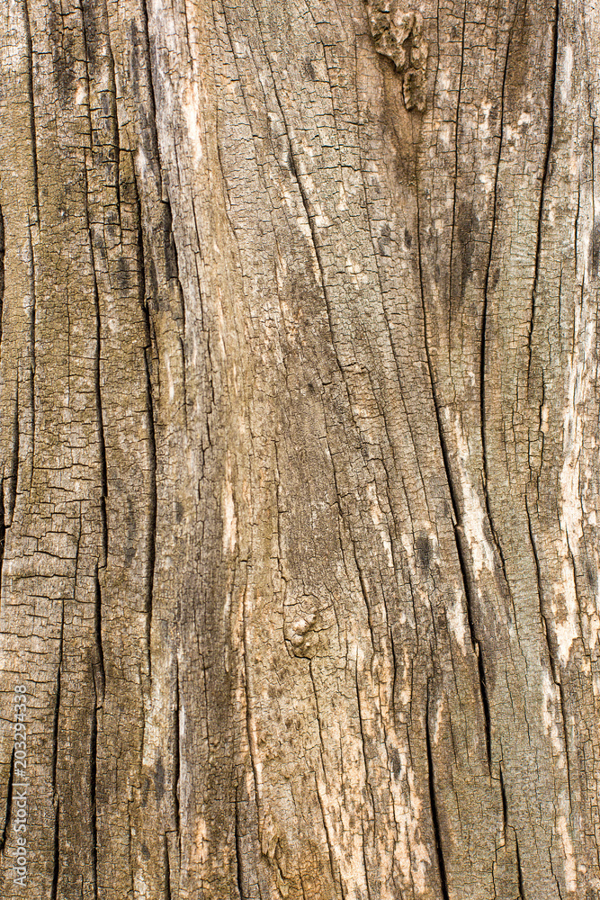 Stump texture on the cut, beautiful wood texture rustic Stump texture on the cut, beautiful wood texture rustic