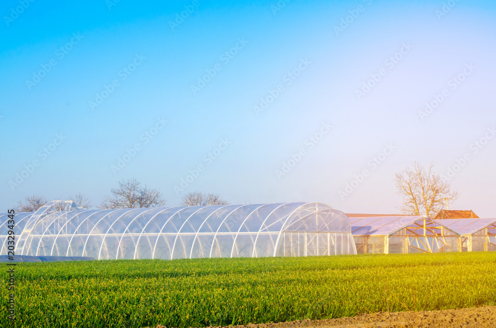 greenhouses in the field for seedlings of crops, fruits, vegetables, lending to farmers, farmlands, agriculture, rural areas, agro-industrial complex. winter crops. selective focus greenhouses in the field for seedlings of crops, fruits, vegetables, lending to farmers, farmlands, agriculture, rural areas, agro-industrial complex. winter crops. selective focus