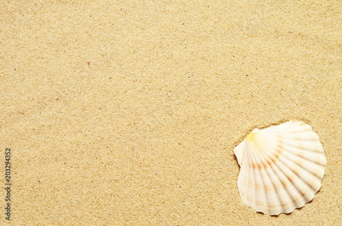 Sea sand with seashell. Top view with copy space.