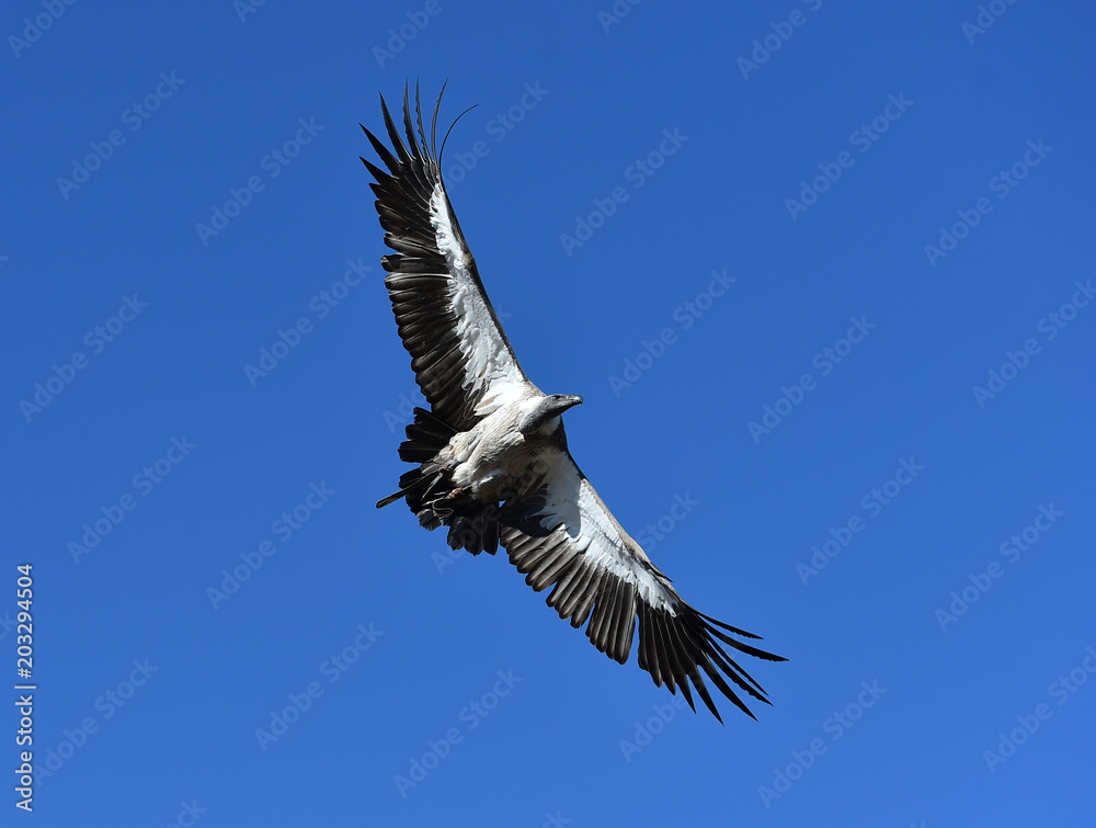 Fototapeta premium buitre
