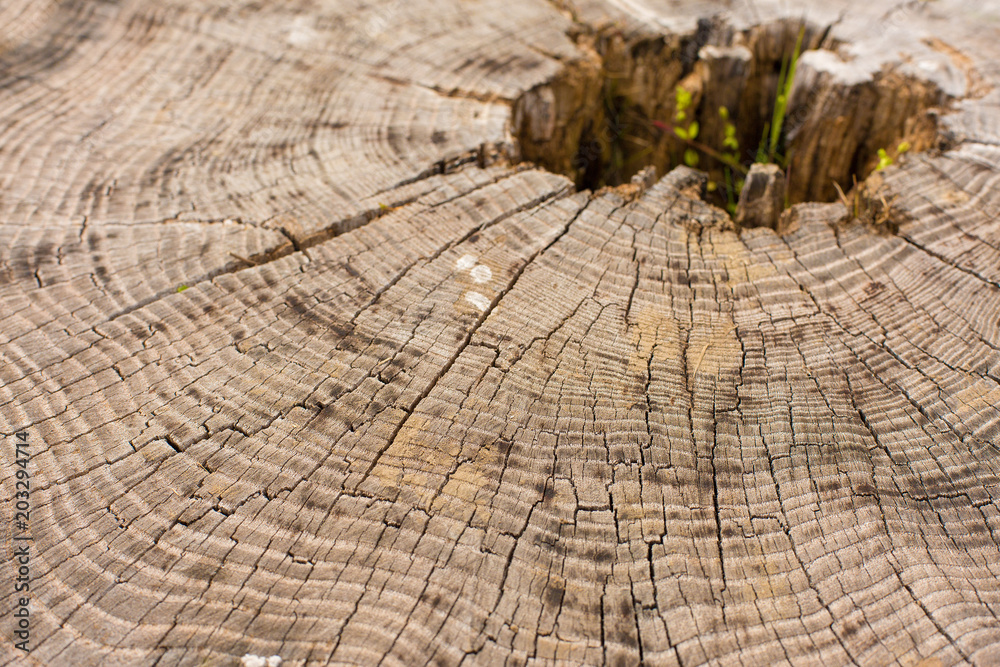 Fototapeta premium Stump texture on the cut, beautiful wood texture rustic