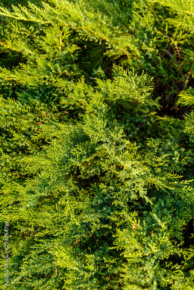 Beautiful evergreen tree thuja, suitable for scenery Beautiful evergreen tree thuja, suitable for scenery