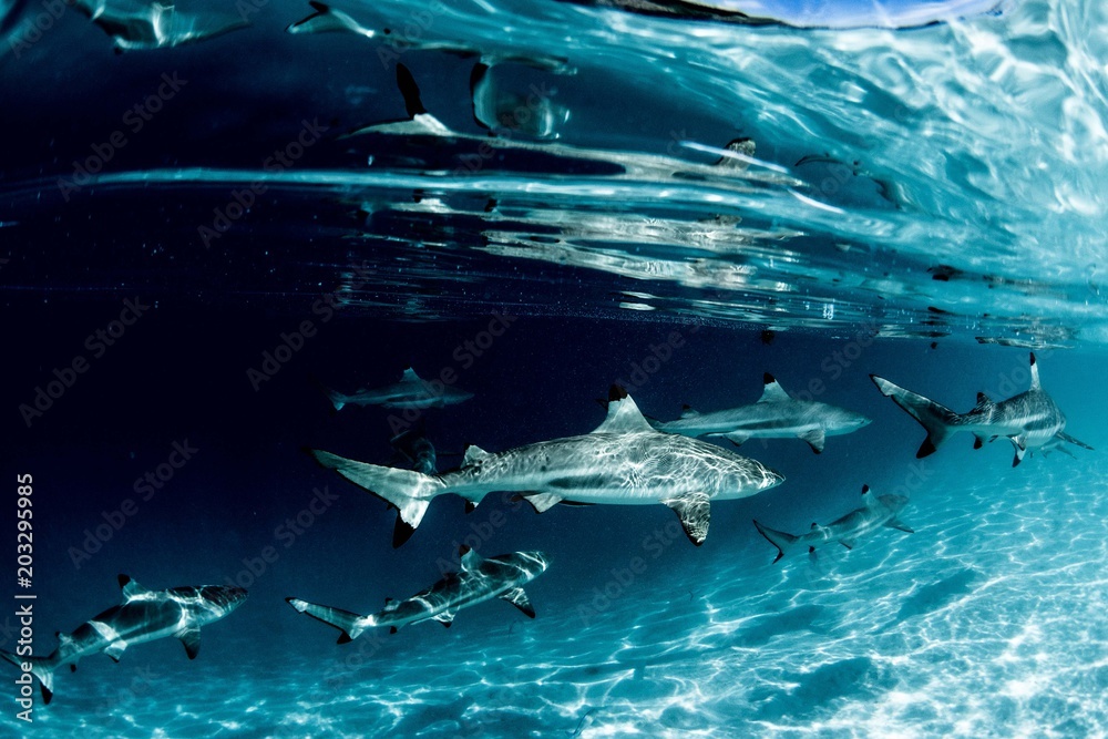 Naklejka premium Moments in Moorea