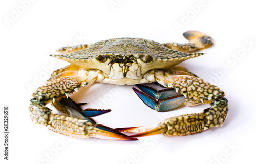 Crab isolated on white background.