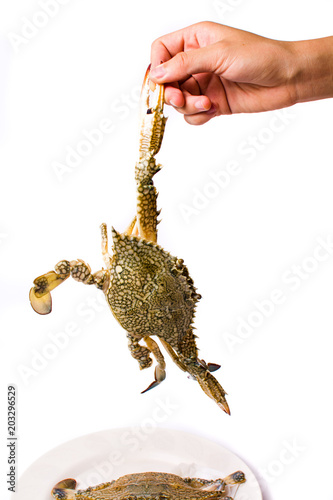 Hand holding a crab isolated
