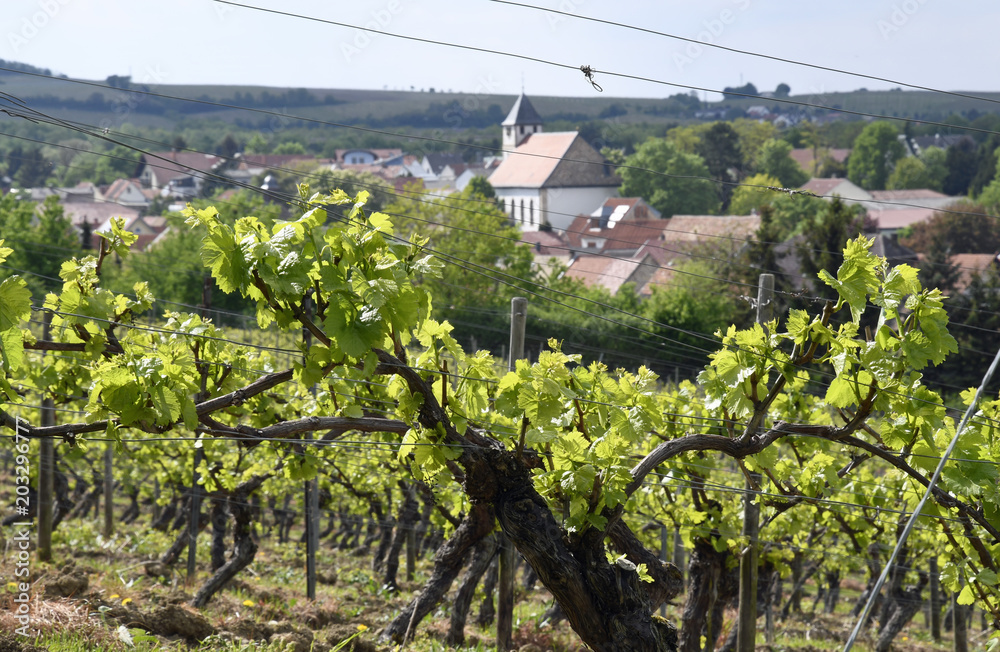 Obraz premium alte rebstöcke treiben aus über dem ort albig in rheinhessen