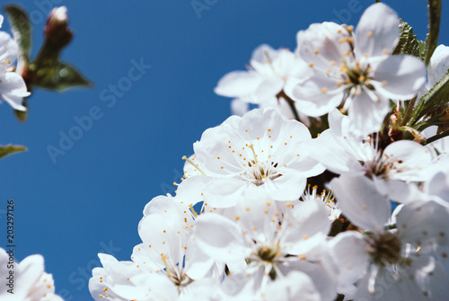Cherry blossom  sakura flowers isolated on blue background Cherry blossom. White flowers in blooming isolated on blue background