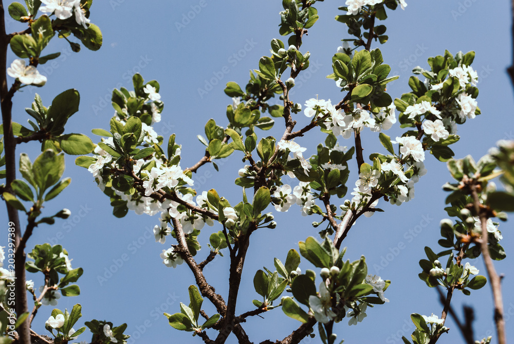 Spring apple tree beautiful flowers. Nature background