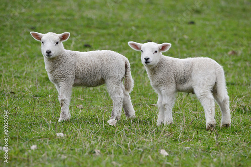 Youngh lamb, farmers Northland Northumbria, Norway. sheep, farmland, easter, two brothers, farming, animal, ireland, scotland,australia, new zealand, auckland, group