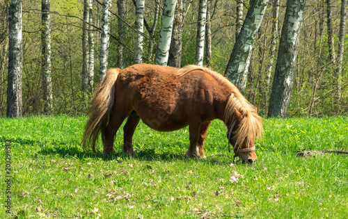 Brown pony with a big belly eating green grass.