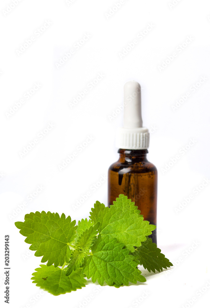Stinging nettle leaves and tincture isolated Stinging nettle leaves and tincture isolated