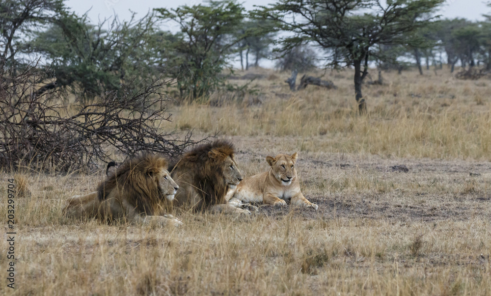 Lions sitting on grassy field at Maasai Mara National Reserve