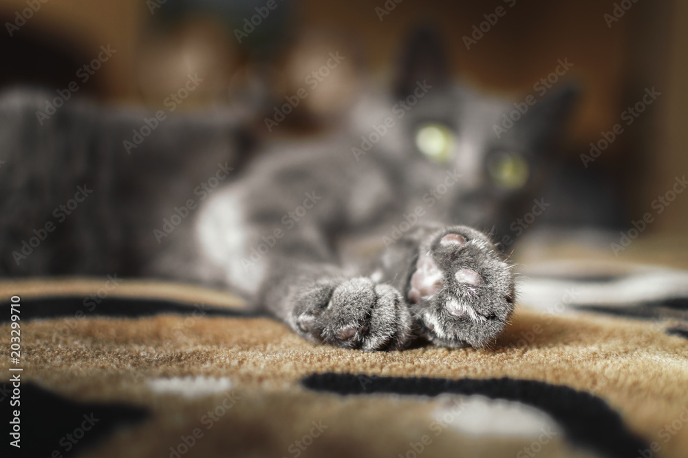 Paws of a gray cat Paws of a gray cat