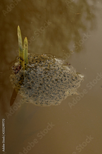 The common frog (Rana temporaria). 
