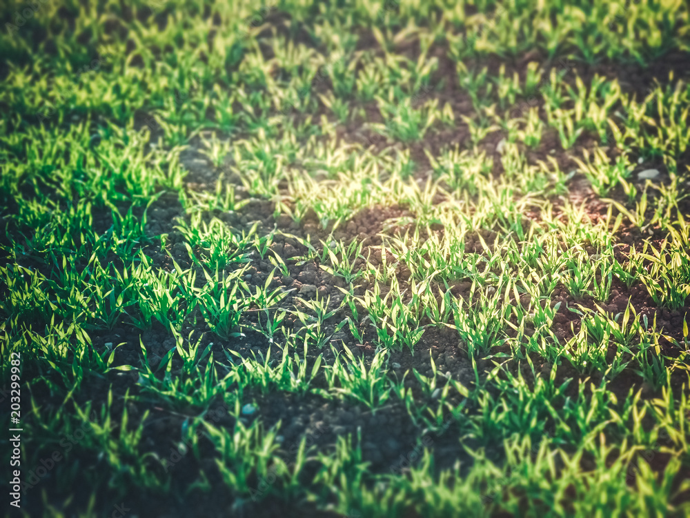 Obraz premium Image of sun shining on green grass, close up