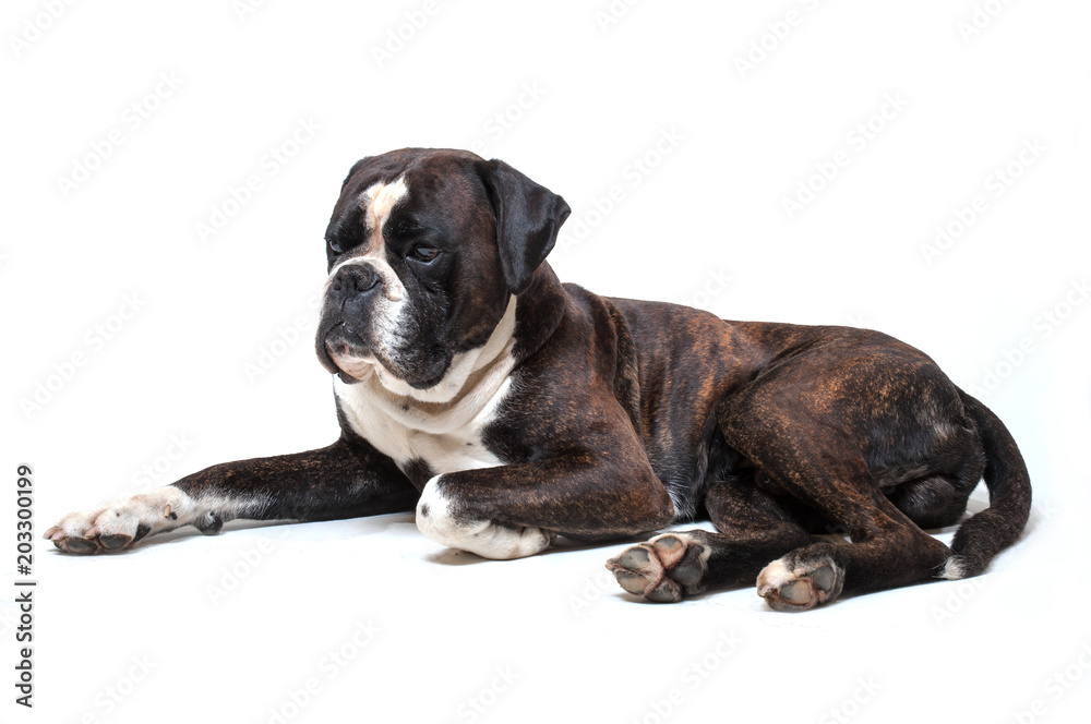 Foto Stock Deutscher Boxer, Hund, Liebevoller Begleiter, Samtschnauze |  Adobe Stock