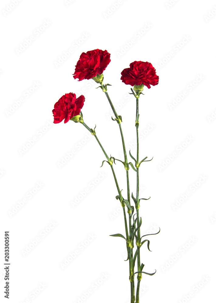 three carnations on isolated white background three carnations on isolated white background