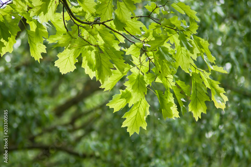 closeup of sunlight on maple leaves in the forest