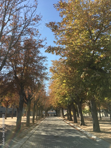Tree Lined Path In Sierra of Madrid  photo