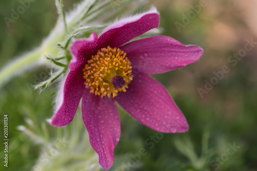 flower bud, lilac, pasque flower, naturall,  green blurred background, closeup