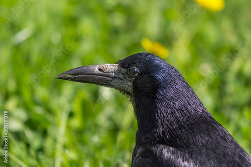 rook portrait of a bird, black, green, blurred background
