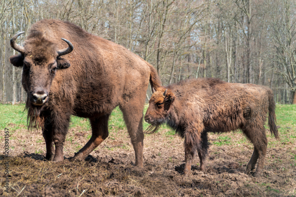 Mother and baby wisent, shot in wildpark, Leipzig Germany (May) Mother and baby wisent, shot in wildpark, Leipzig Germany (May)