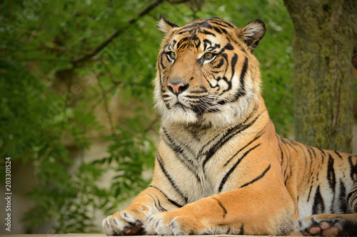 The Malayan tiger (Panthera tigris jacksoni) was recognized as a tiger subspecies that inhabits the southern and central parts of the Malay Peninsula